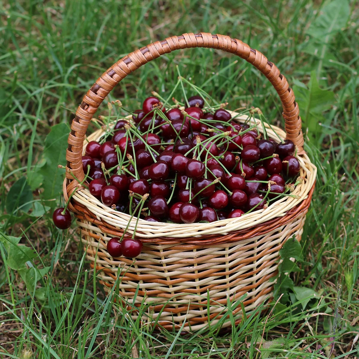 Rượu mùi Bols Cherry Brandy 700ml — Hương vị & cảm nhận