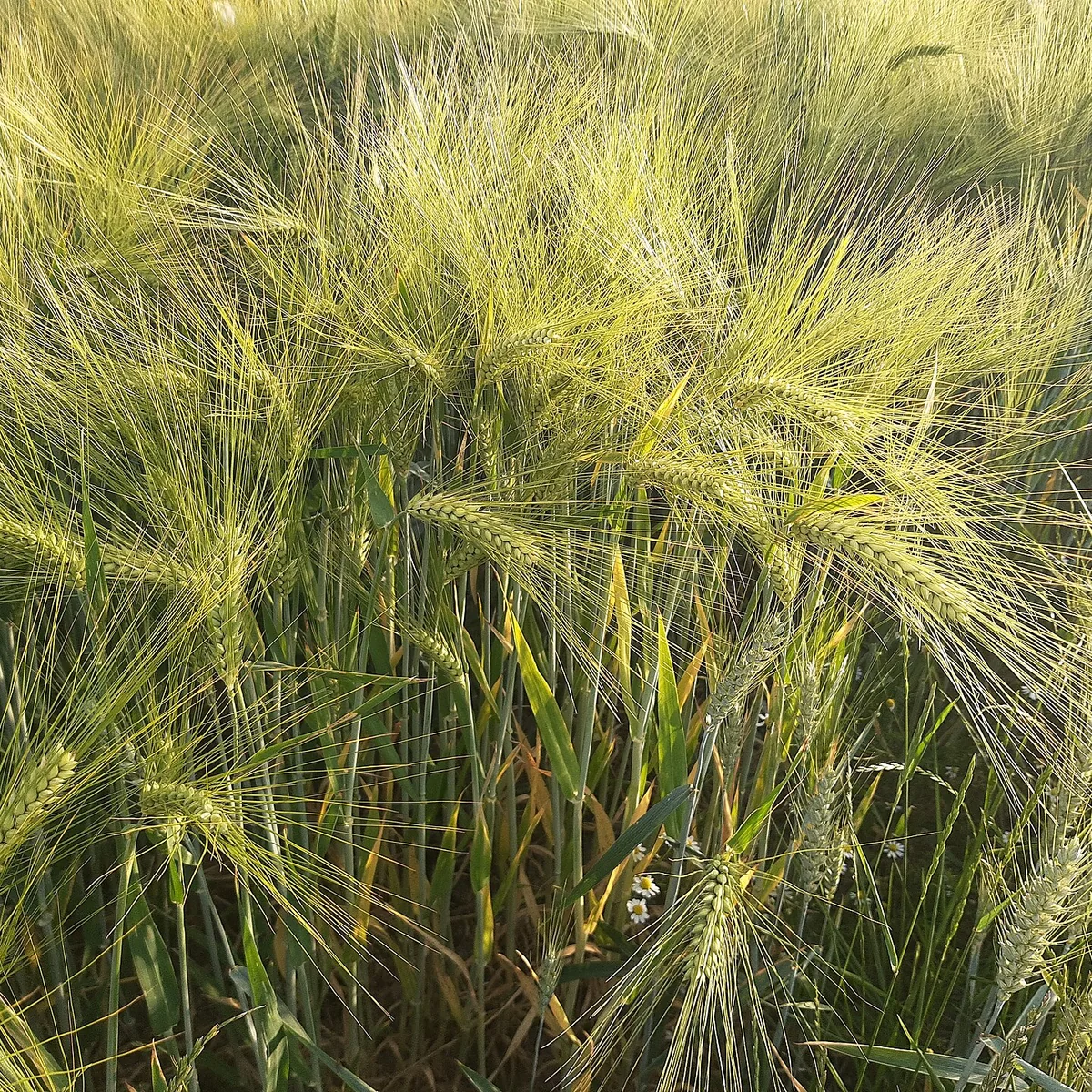 Whiskey Bushmills 16 Years Old Single Malt 700ml — Hương vị & cảm nhận