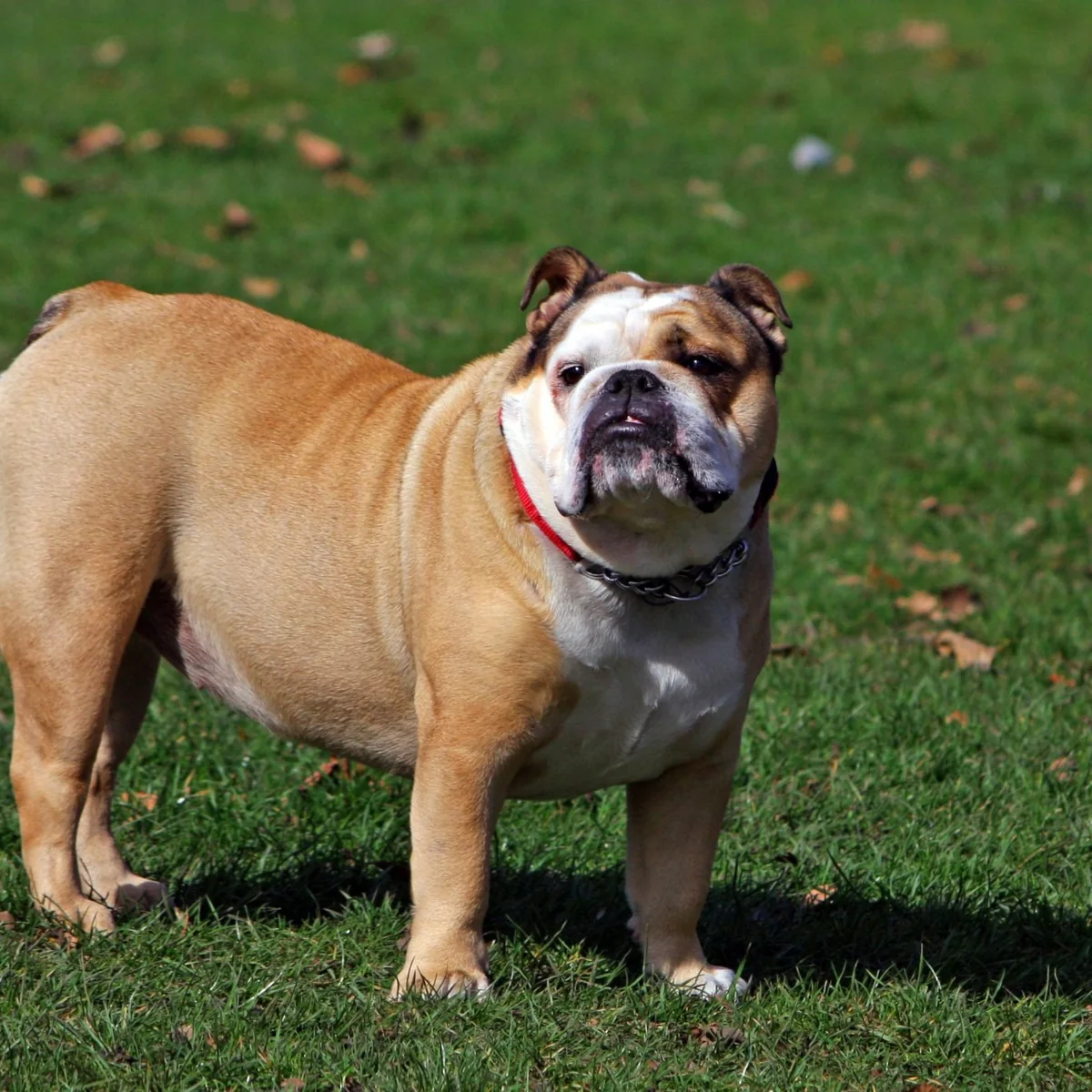 Gin Bulldog London Dry 1000ml — Giới thiệu sản phẩm